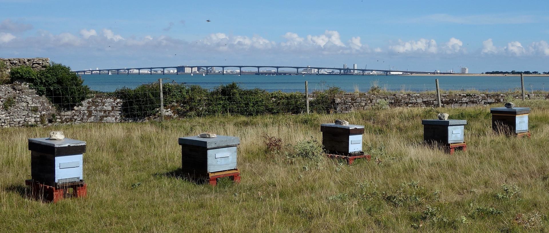 Summer 2017 bees sony large0000019